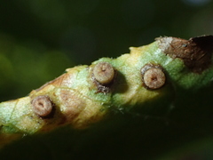 Caryomyia striolacrustum