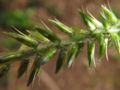 Achyranthes aspera aspera