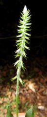 Achyranthes aspera aspera