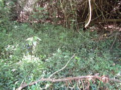 Achyranthes aspera aspera