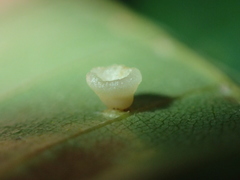 Caryomyia flaticrustum