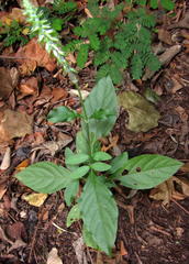 Achyranthes aspera aspera