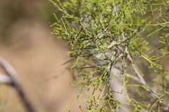 Melaleuca minutifolia