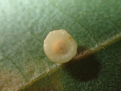 Caryomyia flaticrustum
