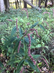 Persicaria