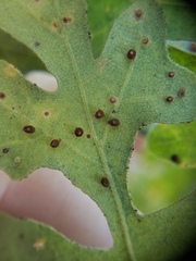 Neuroterus saltatorius