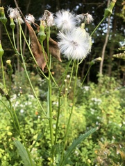 Erechtites hieraciifolius