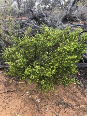 Dodonaea bursariifolia