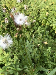 Erechtites hieraciifolius