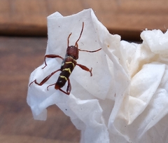 Neoclytus acuminatus