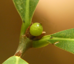 Andricus mamillaformis