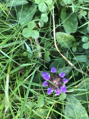 Prunella vulgaris