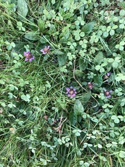 Prunella vulgaris