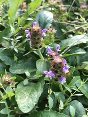 Prunella vulgaris