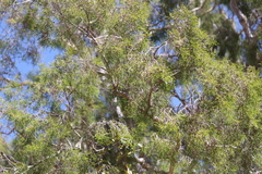 Melaleuca minutifolia