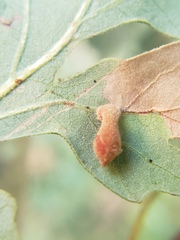 Atrusca clavuloides