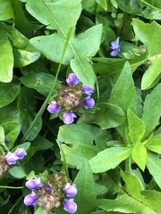 Prunella vulgaris