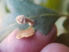Atrusca clavuloides