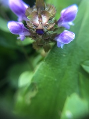 Prunella vulgaris