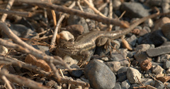 Sceloporus graciosus gracilis