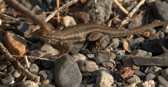 Sceloporus graciosus gracilis
