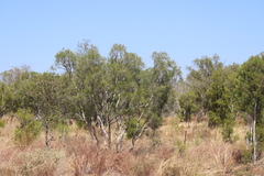 Melaleuca minutifolia