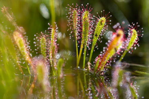 Drosera anglica iNat (3)