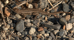 Sceloporus graciosus gracilis