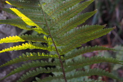 Dryopteris uniformis