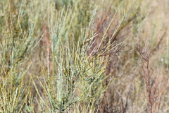 Osyris alba