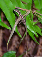 Anolis alutaceus