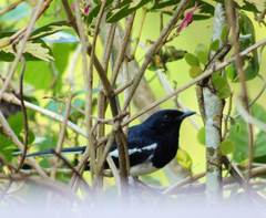 Copsychus saularis