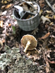 Pholiota polychroa