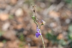 Delphinium peregrinum