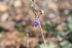 Delphinium peregrinum