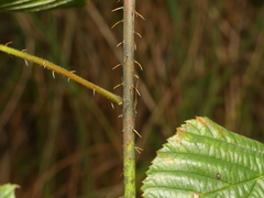 Rubus semisetosus