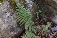 Dryopteris uniformis