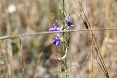 Delphinium peregrinum