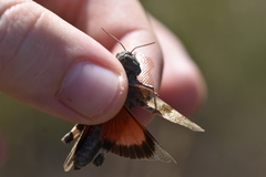 Oedipoda germanica meridionalis