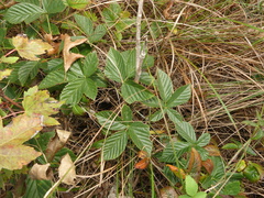 Rubus semisetosus