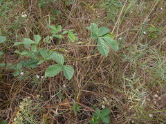 Rubus semisetosus