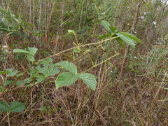 Rubus semisetosus