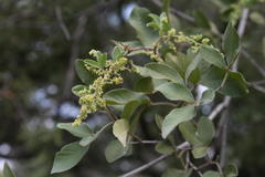 Searsia pyroides pyroides