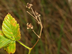 Rubus semisetosus