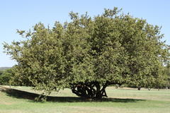 Searsia pyroides pyroides