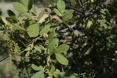 Searsia pyroides pyroides
