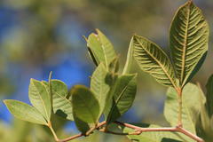 Searsia pyroides pyroides