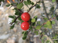 Castela peninsularis