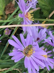 Agapostemon