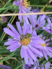 Agapostemon